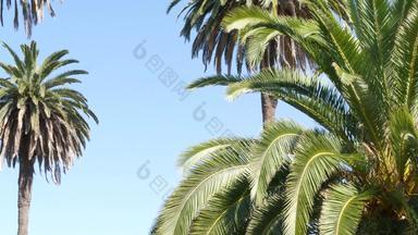 手掌这些洛杉矶加州美国夏季审美圣诞老人莫妮卡威尼斯海滩太平洋海洋清晰的<strong>蓝色</strong>的天空标志性的棕榈树<strong>大气</strong>贝弗利山好莱坞共鸣